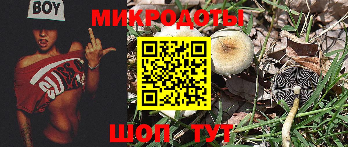 Псилоцибиновые грибы Psilocybe Мариинск